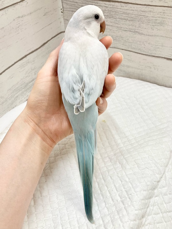 オキナインコ