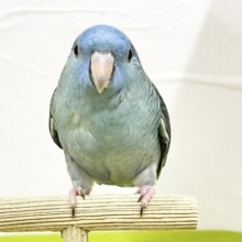 【最新画像更新】久々にブルーカラーのサザナミインコさんがやってきましたよ～💙💙💙