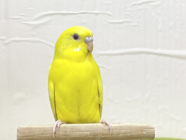 【最新画像更新】ひよこそっくり!?💛 ルチノカラーのセキセイちゃん🌟🌟 セキセイインコ