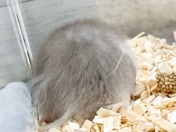 セーブルハムスター 男の子 人気カラー!逆パンダ?なふわふわさんが来ました! ゴールデンハムスター