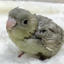 不思議なカラーです…💚😉✨　サザナミインコ（モーブスパングル）