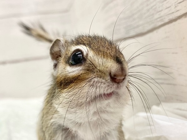 シマリス 男の子 抱っこもできるいい子です♪ シマリス(ノーマル)
