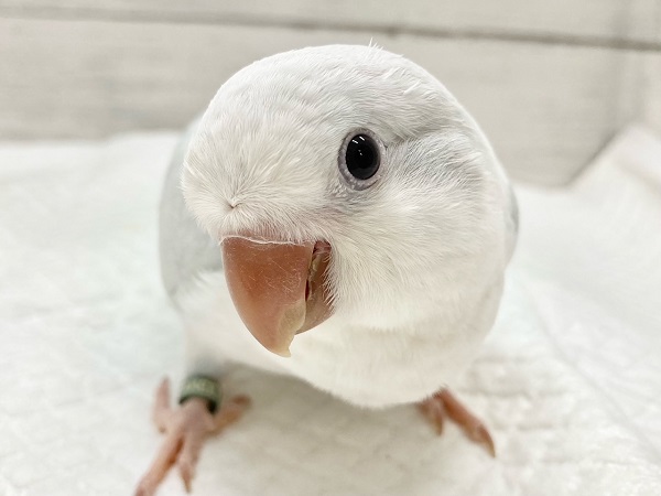 オキナインコ