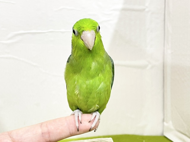 【最新画像更新】グリーンカラーのマメちゃんがやってきました✨💚✨💚✨💚 マメルリハ(ノーマル)男のコ マメルリハ