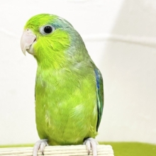 【最新画像更新】グリーンカラーのマメちゃんがやってきました✨💚✨💚✨💚　マメルリハ（ノーマル）男のコ