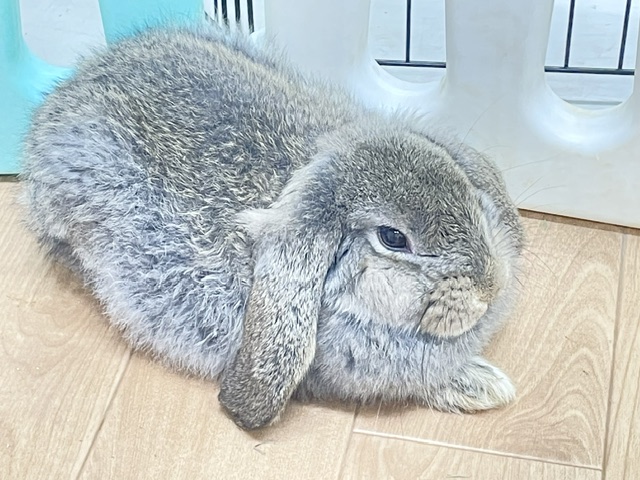 フレンチロップイヤー
