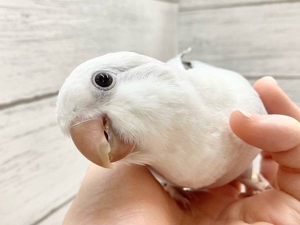 オキナインコ