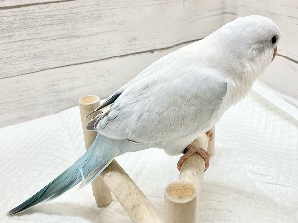 オキナインコ