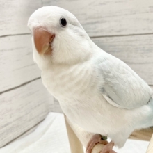 【🆙最新画像あり‼️】淡くてキレイなアイスブルー🧊✨💖　オキナインコ（ブルーパリドオパーリン）