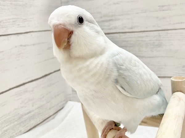 【🆙最新画像あり‼️】淡くてキレイなアイスブルー🧊✨💖　オキナインコ（ブルーパリドオパーリン）