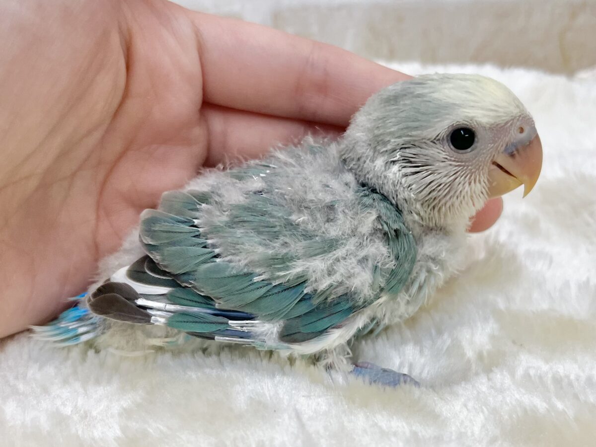 個性が出るカラーです😄✨ コザクラインコ(ブルーチェリーパイド) コザクラインコ(小桜インコ)