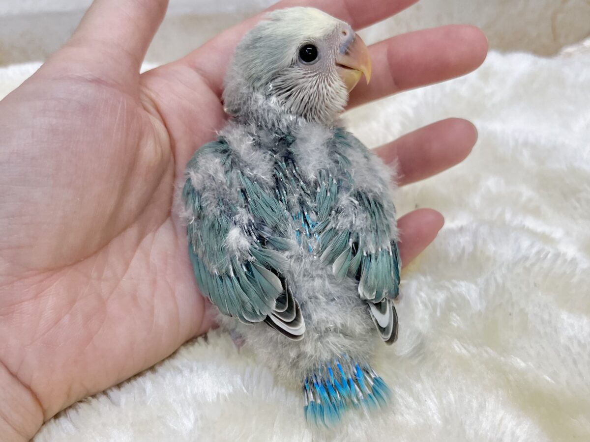 個性が出るカラーです😄✨ コザクラインコ(ブルーチェリーパイド) コザクラインコ(小桜インコ)
