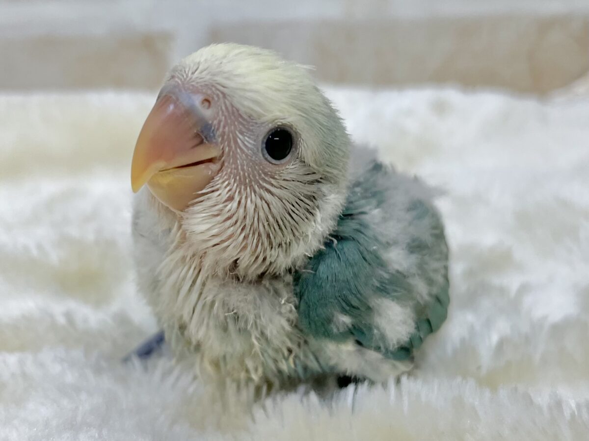 個性が出るカラーです😄✨ コザクラインコ(ブルーチェリーパイド) コザクラインコ(小桜インコ)