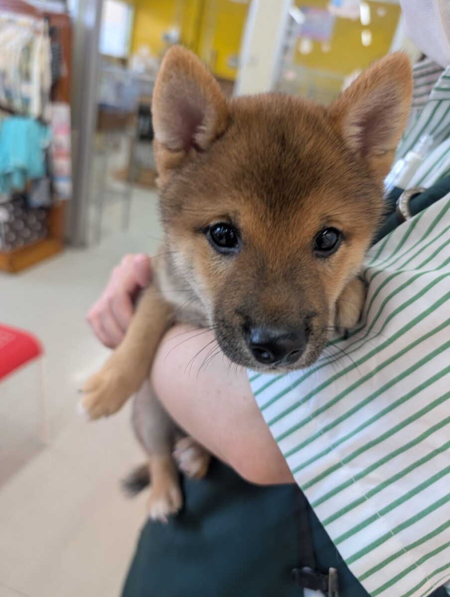 最新画像更新!!どすこい!かりんとうBOY🎵 豆柴犬の男のコ 2026/9/11撮影 豆柴