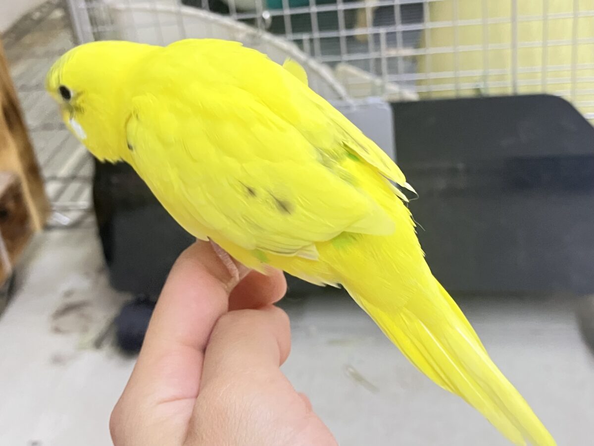 ✨最新画像✨今回はうすめシマシマ?? セキセインコ③ セキセイインコ
