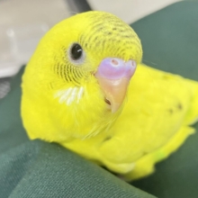 ✨最新画像✨今回はうすめシマシマ？？　セキセインコ③