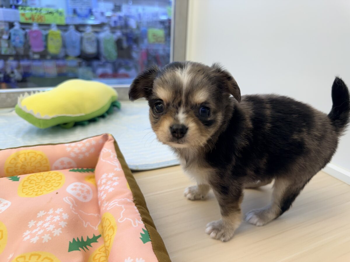 毛量みっちりムチムチボディーのハーフ犬(チワワ×kダックス)男の子入荷しました❤️ チワックス