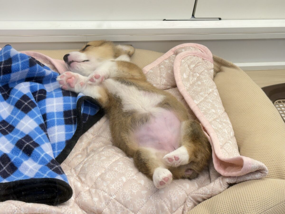 最新画像更新✨美人さん降臨💗💗おてんば娘のハッピーGirl💕コーギーの女の子登場〜🐶🐾 ウェルシュコーギー・ペンブローグ