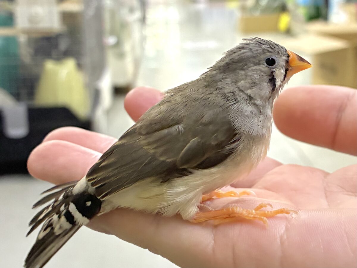 錦花鳥（キンカチョウ）
