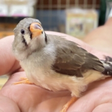 みかんのクチバシだっぺ〜🍊キンカチョウ(ノーマル/2026年6月生まれ)