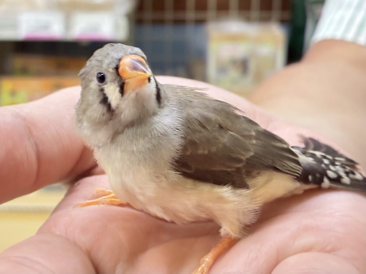 みかんのクチバシだっぺ〜🍊キンカチョウ(ノーマル/2026年6月生まれ) 錦花鳥(キンカチョウ)