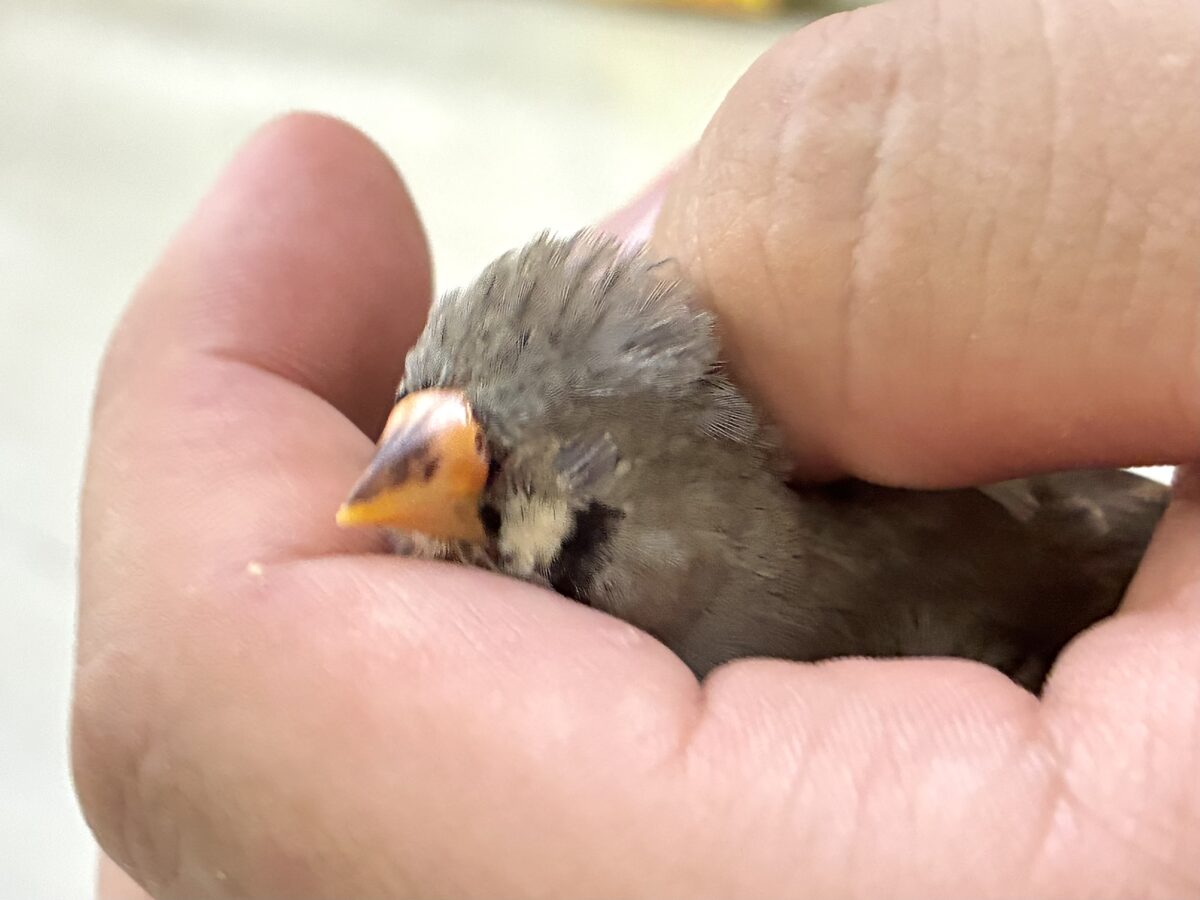 みかんのクチバシだっぺ〜🍊キンカチョウ(ノーマル/2026年6月生まれ) 錦花鳥(キンカチョウ)