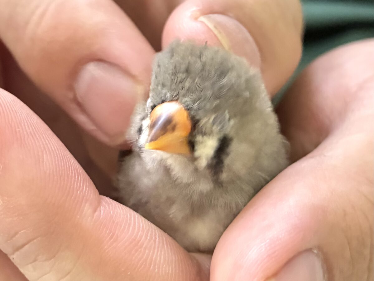 錦花鳥（キンカチョウ）