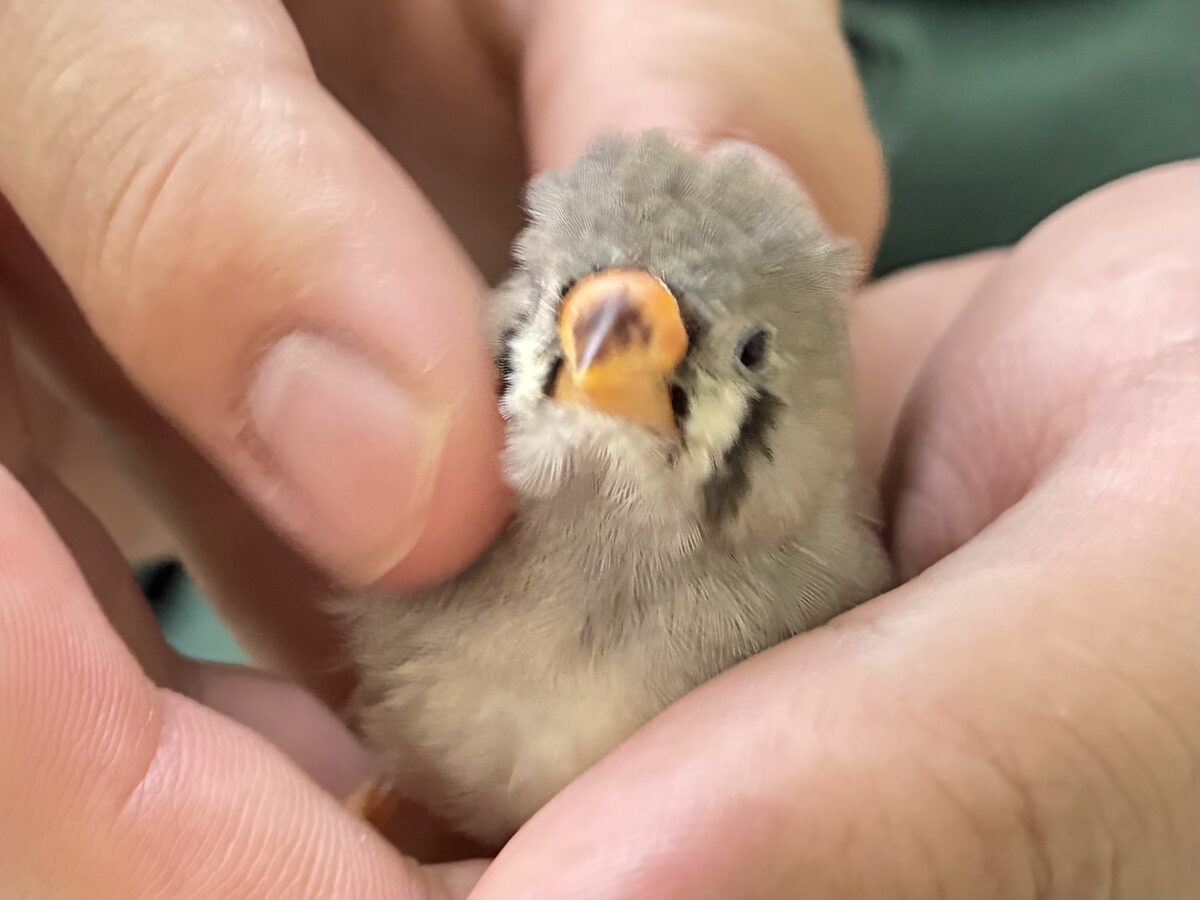 みかんのクチバシだっぺ〜🍊キンカチョウ(ノーマル/2026年6月生まれ) 錦花鳥(キンカチョウ)