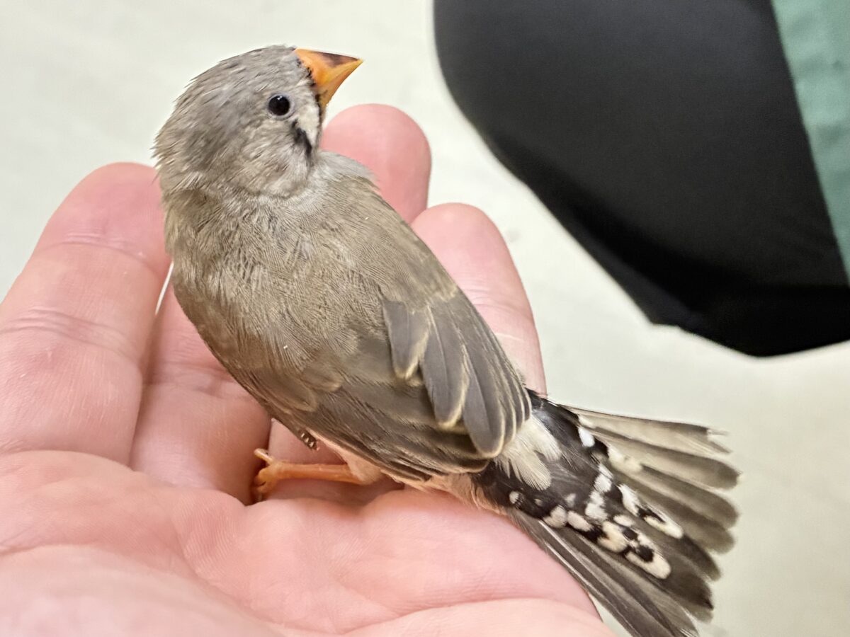 みかんのクチバシだっぺ〜🍊キンカチョウ(ノーマル/2026年6月生まれ) 錦花鳥(キンカチョウ)
