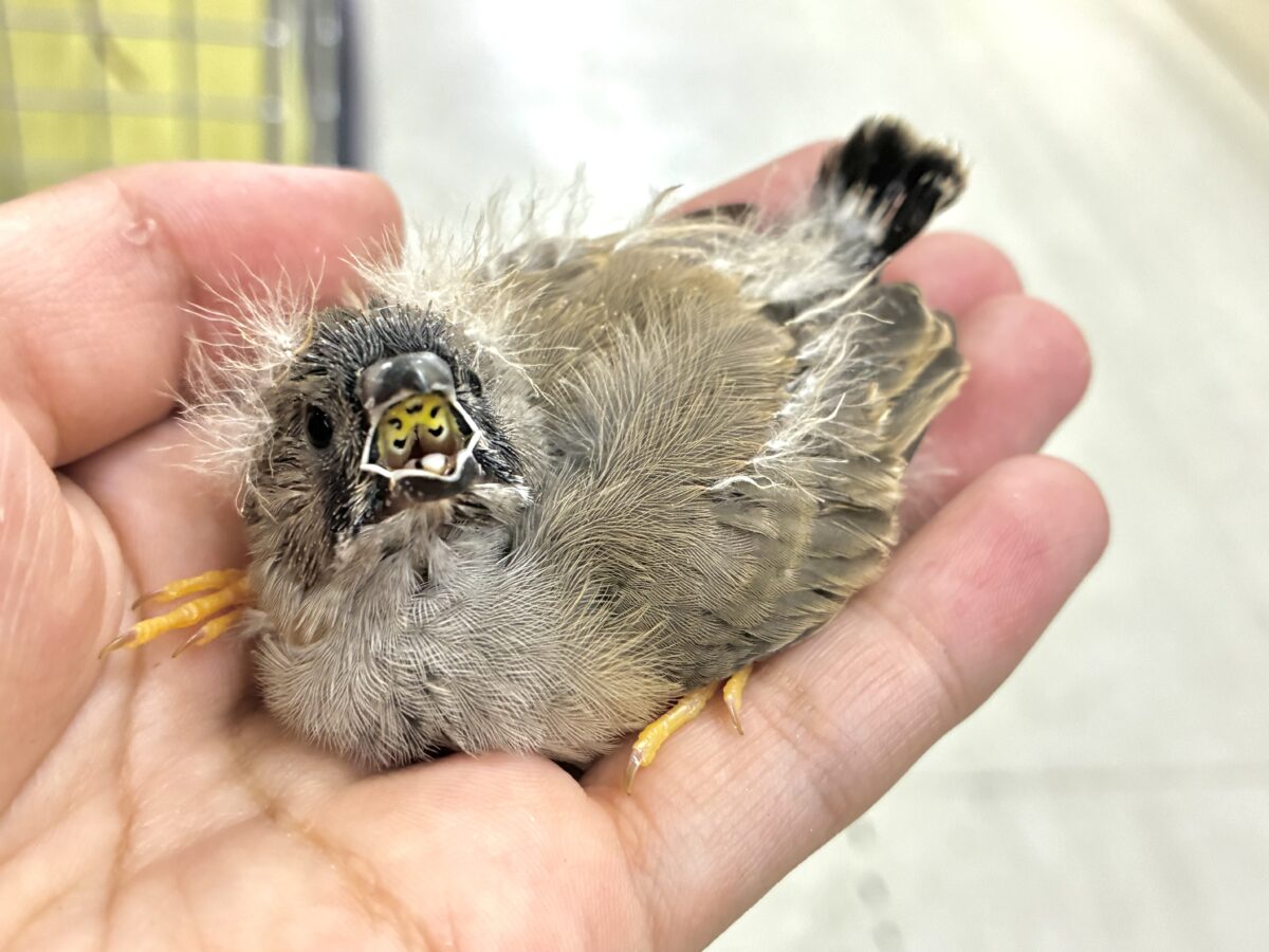 頭にケセラン、飼ってますよ⌒ ͜ ⌒💭💞ジャンボキンカチョウ(ノーマル/2026年6月下旬生まれ) ジャンボキンカチョウ