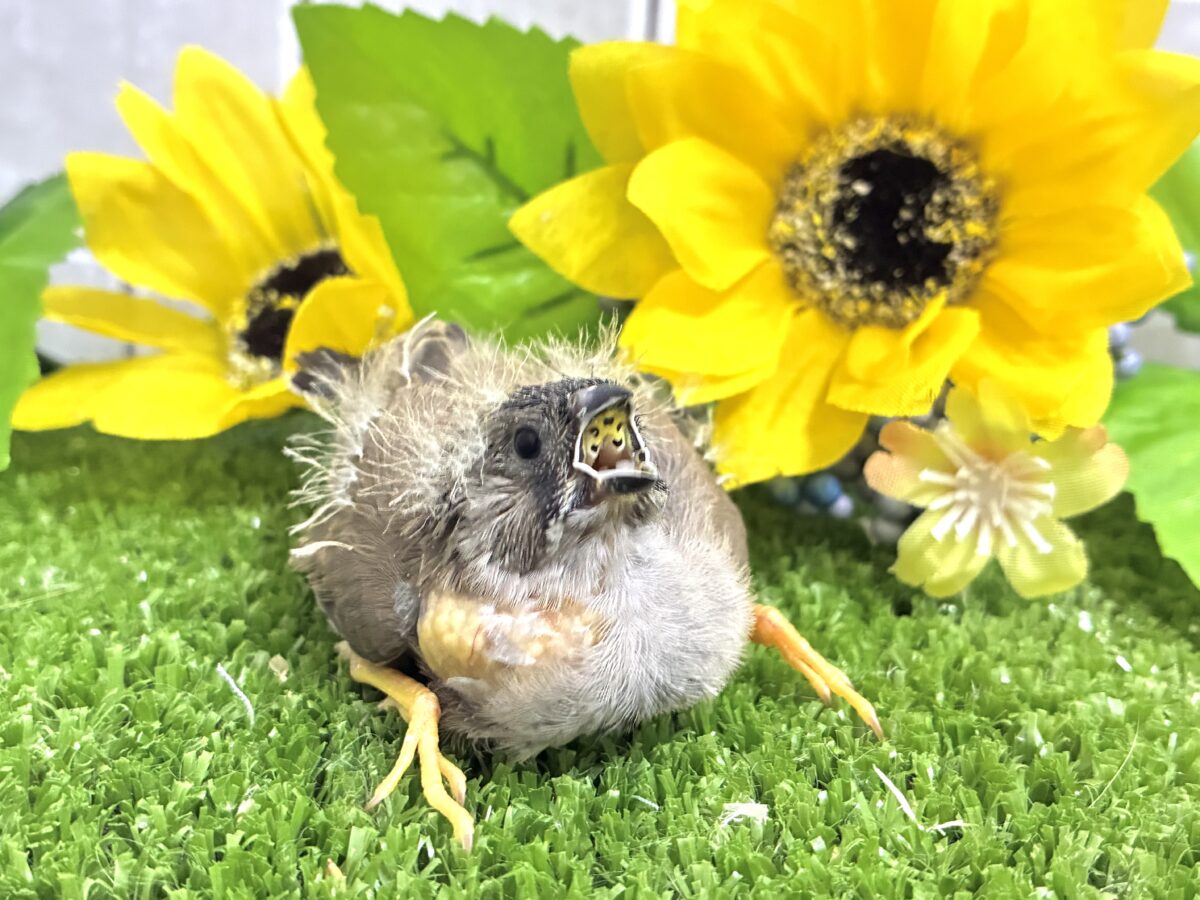 頭にケセラン、飼ってますよ⌒ ͜ ⌒💭💞ジャンボキンカチョウ(ノーマル/2026年6月下旬生まれ) ジャンボキンカチョウ