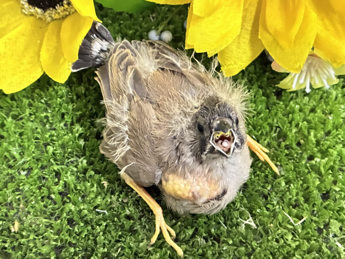 頭にケセラン、飼ってますよ⌒ ͜ ⌒💭💞ジャンボキンカチョウ(ノーマル/2026年6月下旬生まれ) ジャンボキンカチョウ