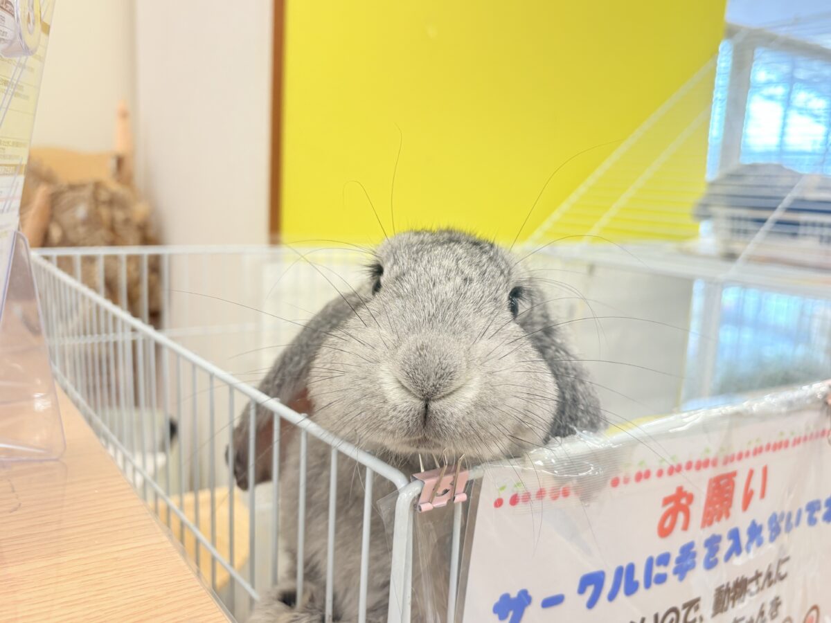 【最新画像更新🪄】BIGGirl🐰🩶フレンチロップ(グレー)女の子 フレンチロップイヤー