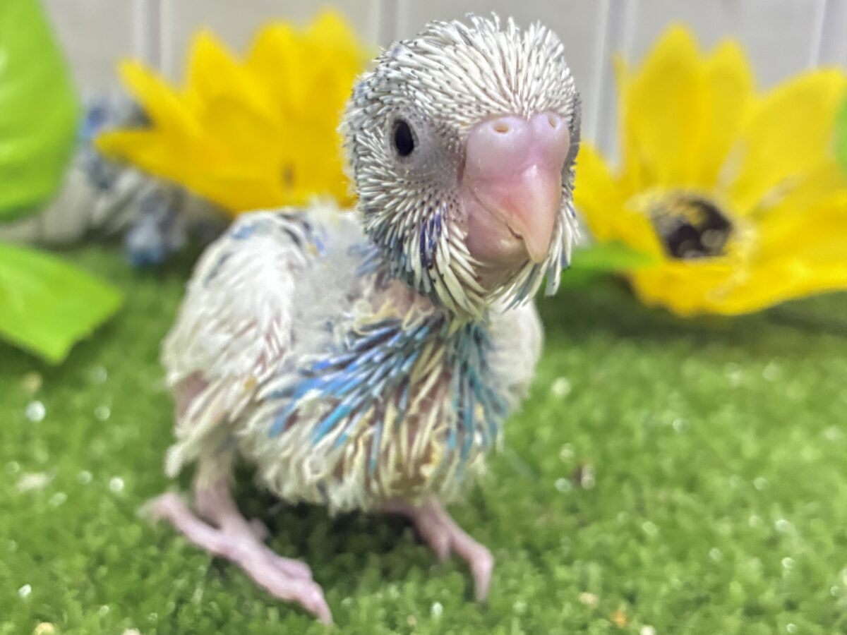 ✨最新画像✨蒼が住んだ🦋 一羽のカモメ⌒(ё)⌒🤍セキセイインコ(ブルーパイド2026年7月生まれ) セキセイインコ