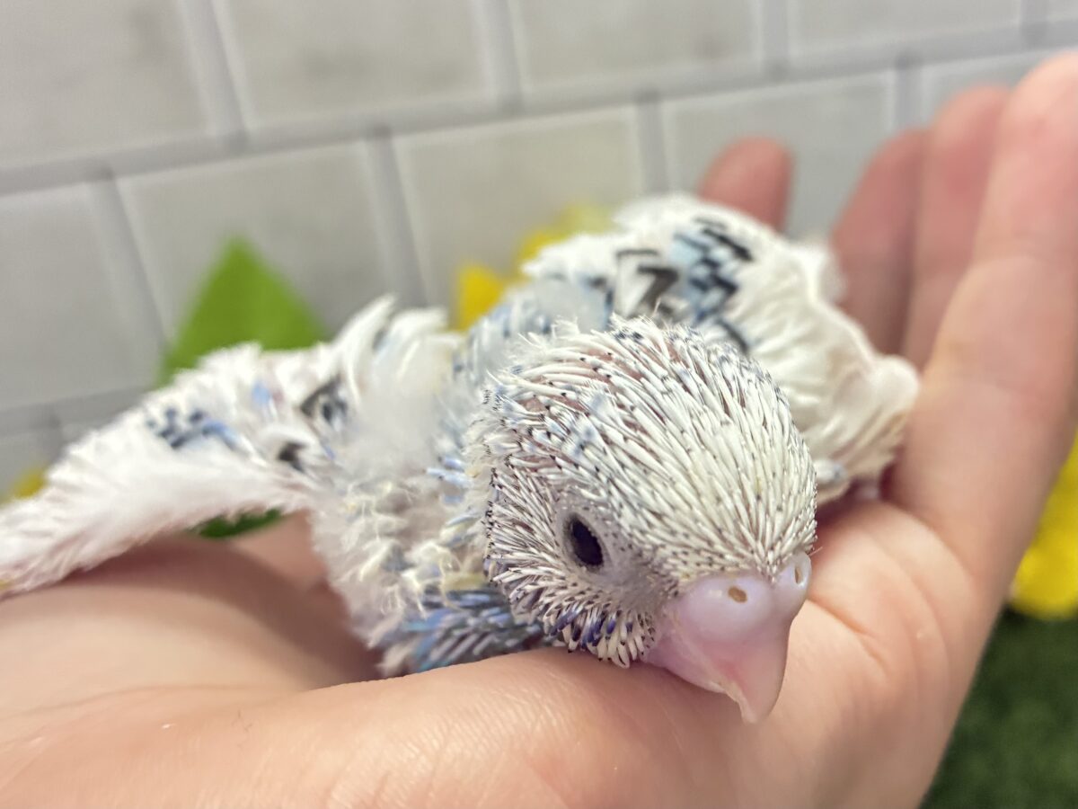 ✨最新画像✨蒼が住んだ🦋 一羽のカモメ⌒(ё)⌒🤍セキセイインコ(ブルーパイド2026年7月生まれ) セキセイインコ
