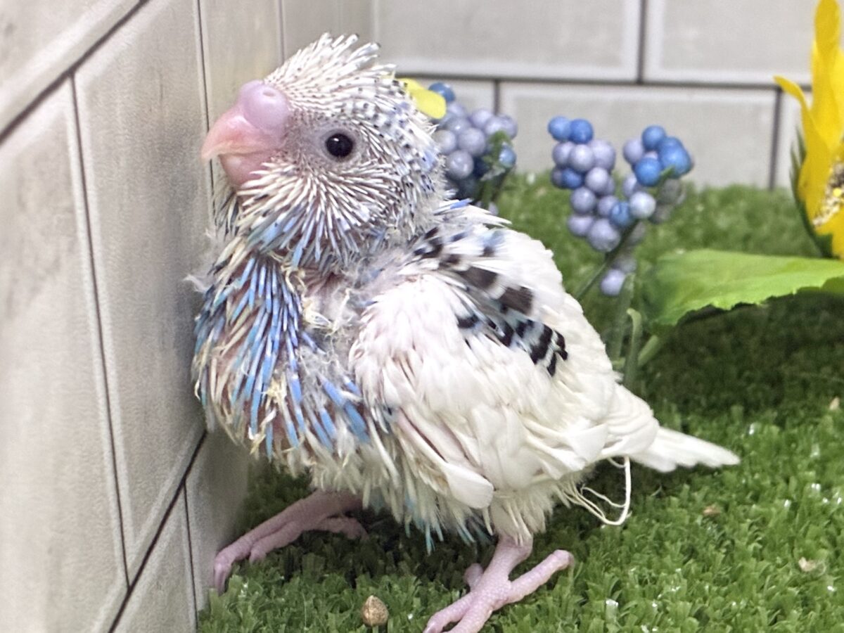 ✨最新画像✨蒼が住んだ🦋 一羽のカモメ⌒(ё)⌒🤍セキセイインコ(ブルーパイド2026年7月生まれ) セキセイインコ