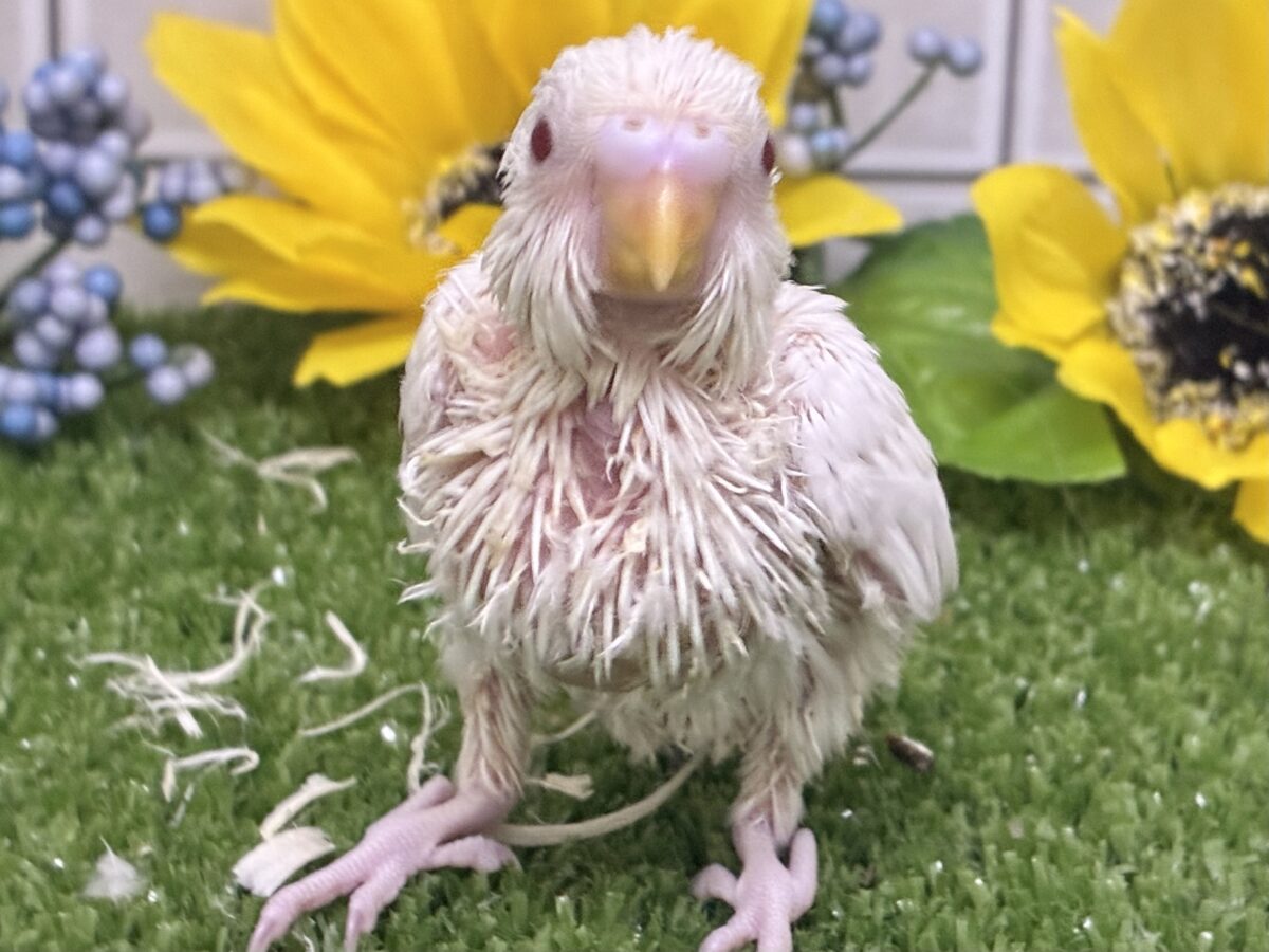 見てみる?!👀MILK寒天チャン🐮🥛セキセイインコ(アルビノ/2026年7月生まれ) セキセイインコ