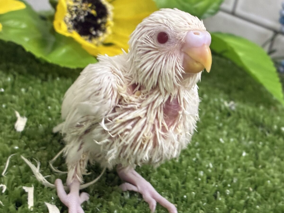 見てみる?!👀MILK寒天チャン🐮🥛セキセイインコ(アルビノ/2026年7月生まれ) セキセイインコ