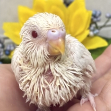 見てみる？！👀MILK寒天ﾁｬﾝ🐮🥛セキセイインコ(アルビノ/2026年7月生まれ)