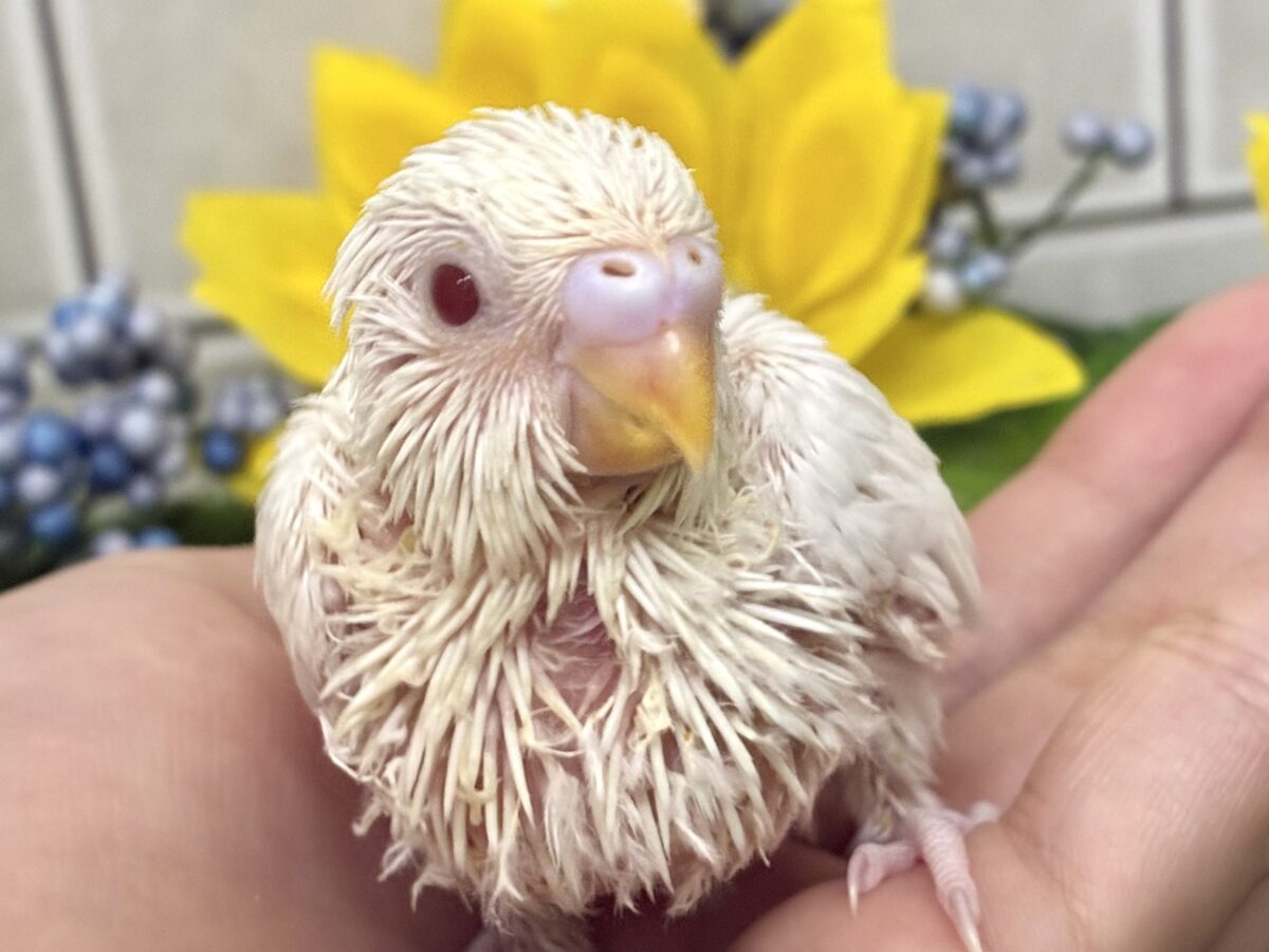 セキセイインコ