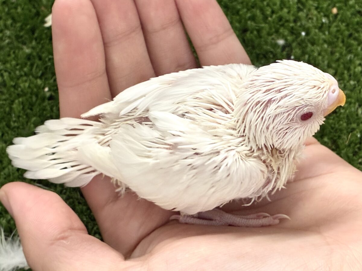 見てみる?!👀MILK寒天チャン🐮🥛セキセイインコ(アルビノ/2026年7月生まれ) セキセイインコ