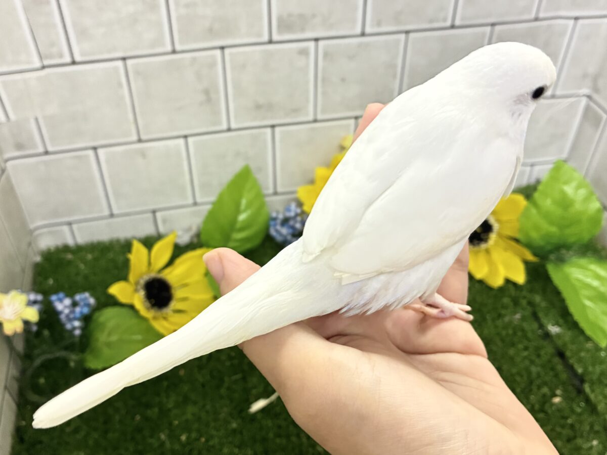 ✨最新画像✨まっしろボディの黒ゴマちゃん(*’ω’*) セキセイインコ セキセイインコ