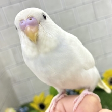 ✨最新画像✨まっしろボディの黒ゴマちゃん(*’ω’*)　セキセイインコ