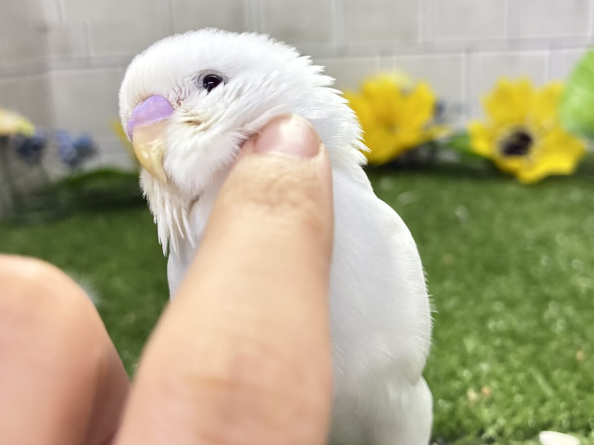 ✨最新画像✨まっしろボディの黒ゴマちゃん(*’ω’*) セキセイインコ セキセイインコ