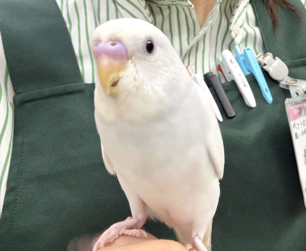✨最新画像✨まっしろボディの黒ゴマちゃん(*’ω’*) セキセイインコ セキセイインコ
