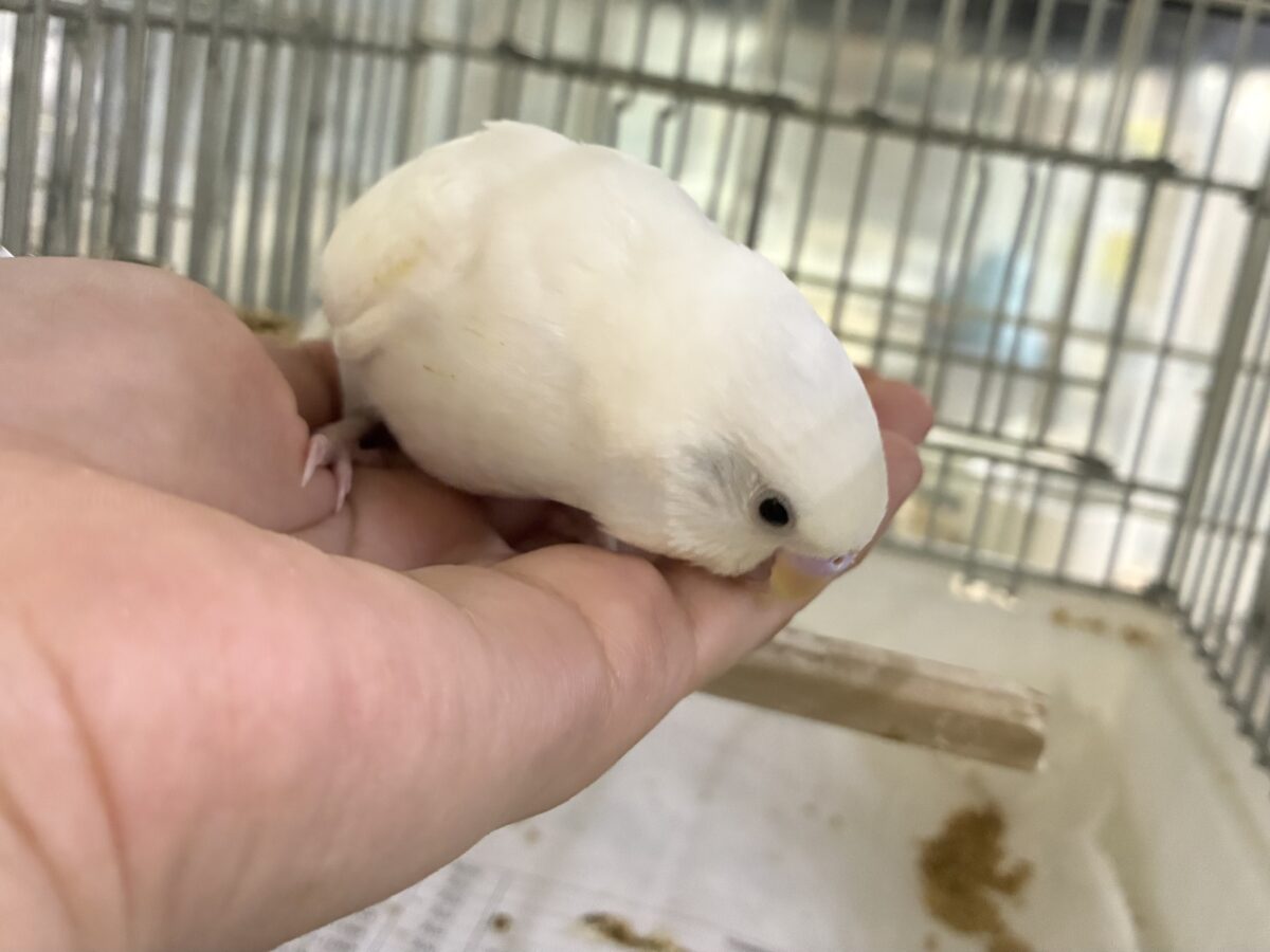 ✨最新画像✨まっしろボディの黒ゴマちゃん(*’ω’*) セキセイインコ セキセイインコ