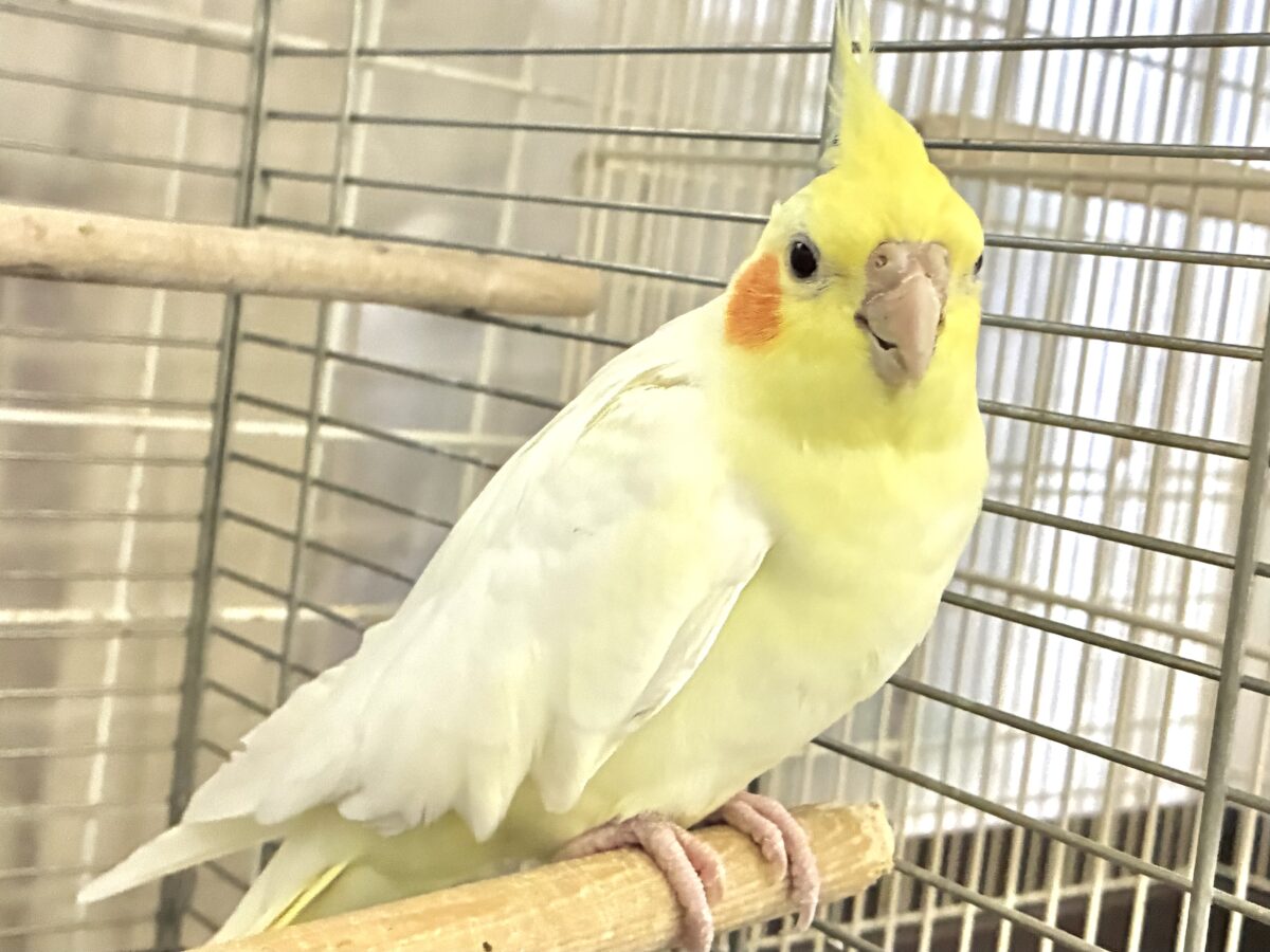 ✨最新画像✨むっちりビックバン!! オカメインコ オカメインコ