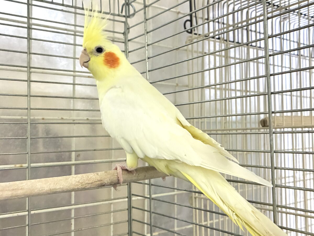 ✨最新画像✨むっちりビックバン!! オカメインコ オカメインコ