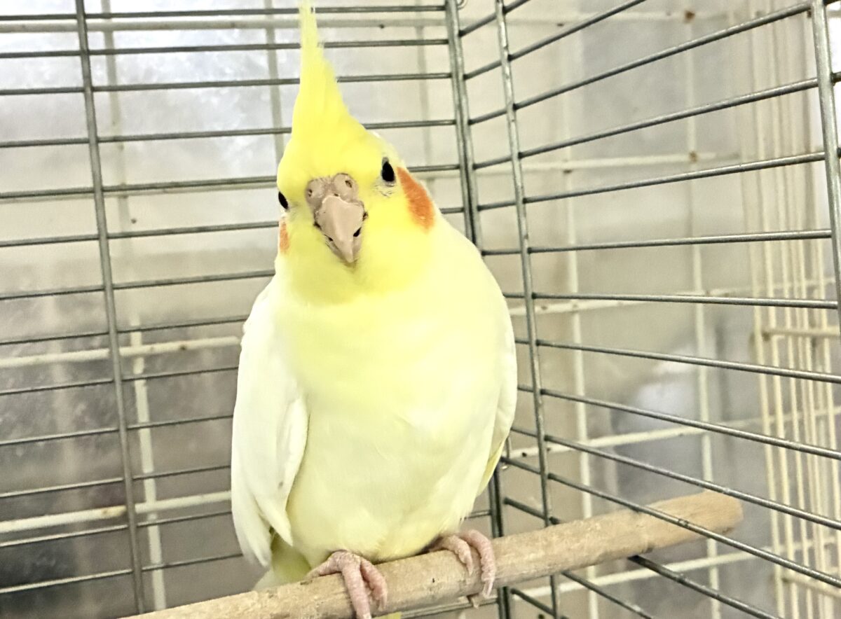 ✨最新画像✨むっちりビックバン!! オカメインコ オカメインコ