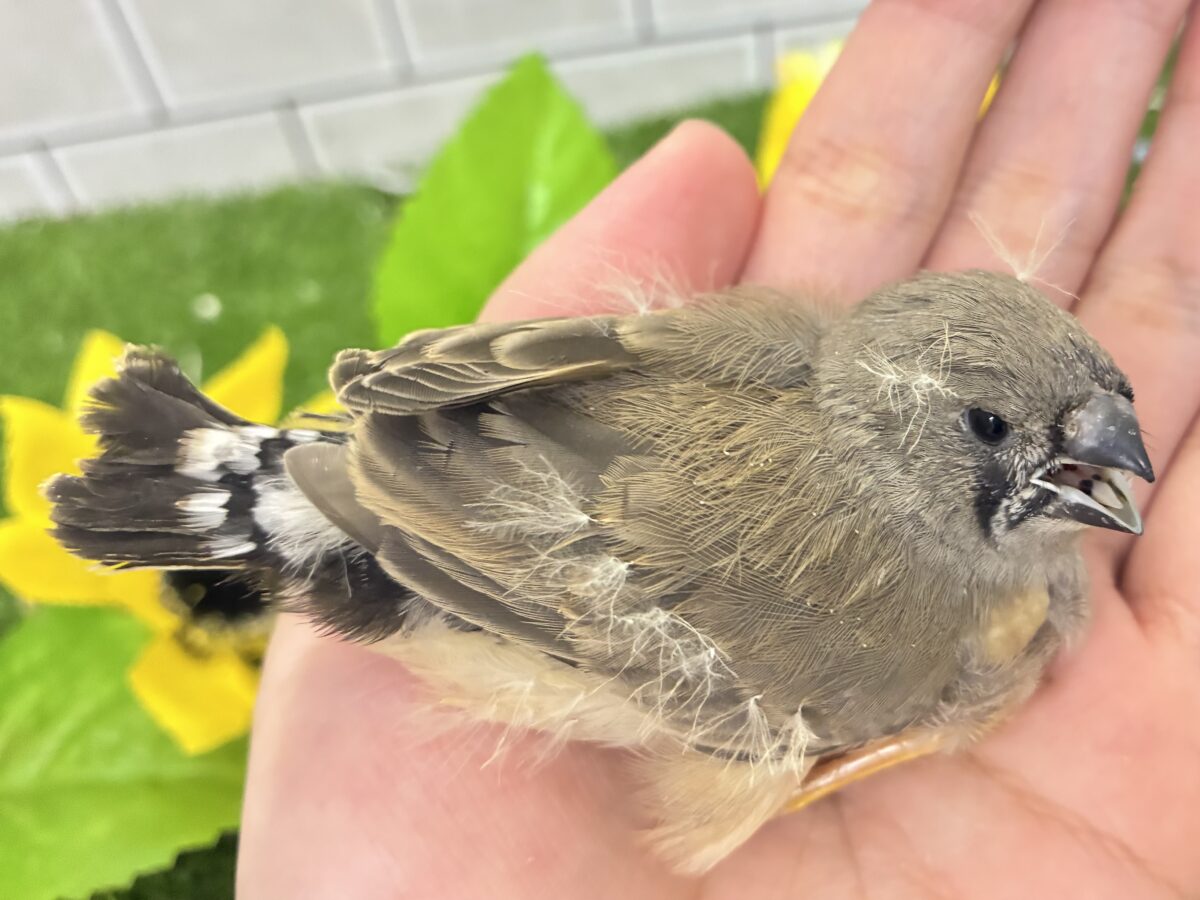 頭にケセラン、飼ってますよ⌒ ͜ ⌒💭💞ジャンボキンカチョウ(ノーマル/2026年6月下旬生まれ) ジャンボキンカチョウ